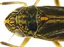 Amphigonalia severini - photo 5