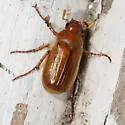 European Chafer