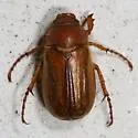 European Chafer - photo 2