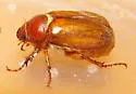 European Chafer - photo 3