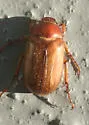 European Chafer - photo 4