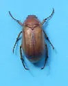 European Chafer - photo 5