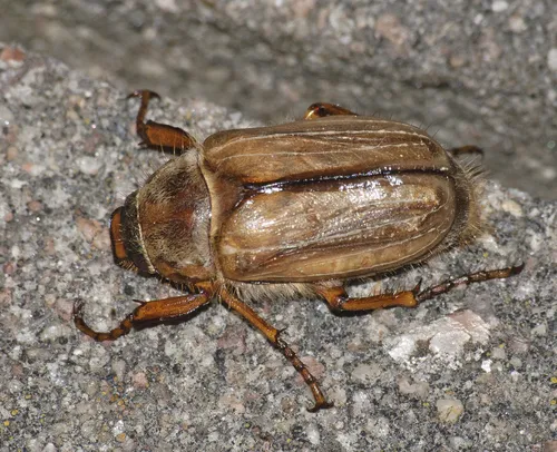 Summer Chafer