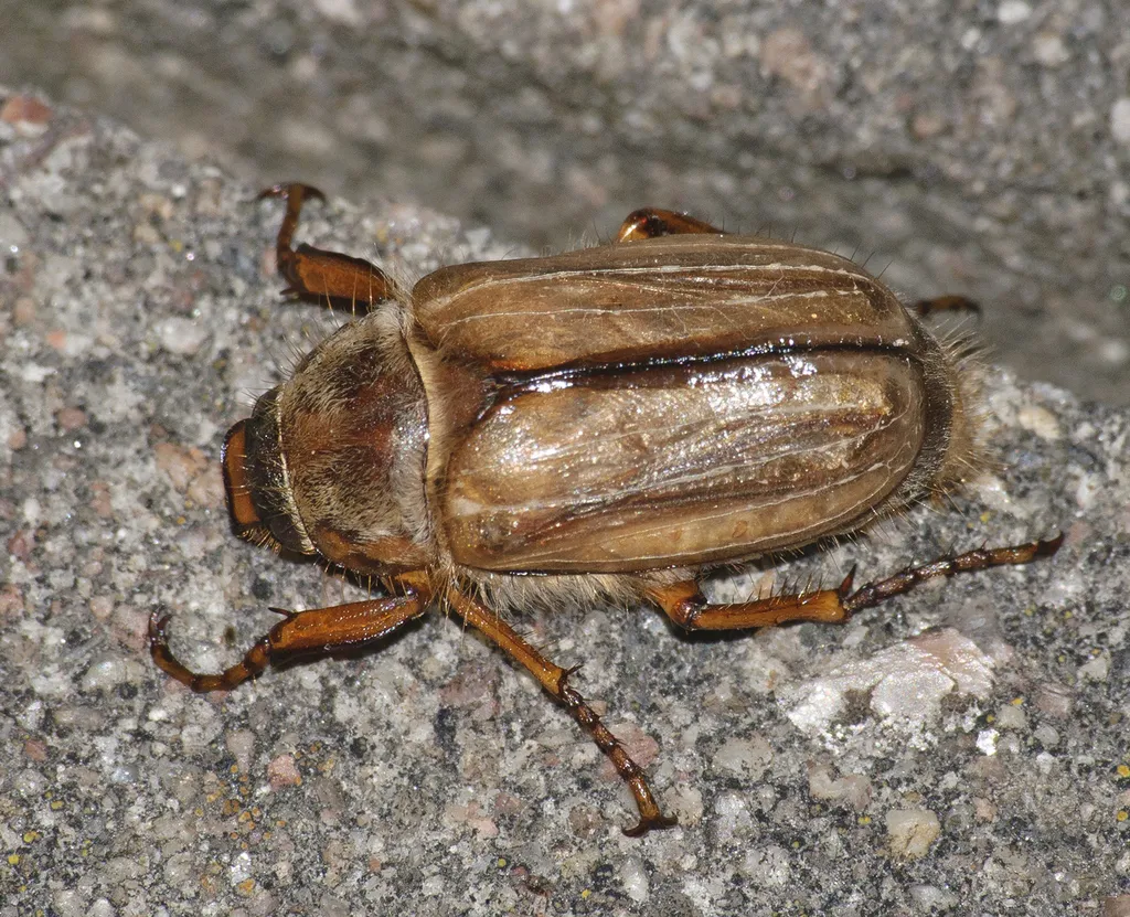 Summer Chafer - photo 2