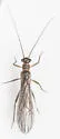 Amphinemura nigritta - photo 5