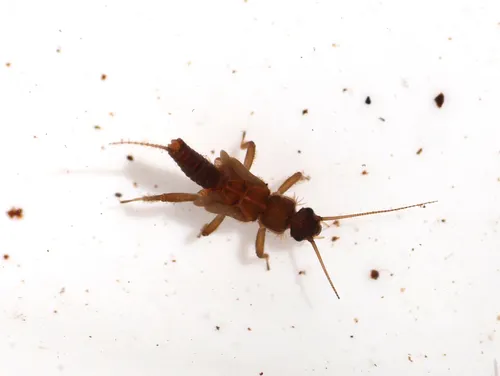 Toothed Small Brown