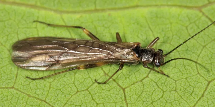 Amphinemura wui - photo 2