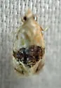 Amphiphala landryana - Hodges#3783.41