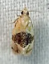 Amphiphala landryana - Hodges#3783.41 - photo 2