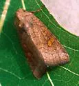 American Ear Moth - Hodges#9457