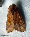 American Ear Moth - Hodges#9457 - photo 2