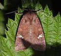 American Ear Moth - Hodges#9457 - photo 3