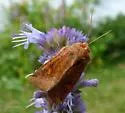 American Ear Moth - Hodges#9457 - photo 4