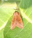 American Ear Moth - Hodges#9457 - photo 5