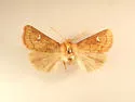 Amphipoea erepta - Hodges#9461