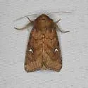 Amphipoea erepta - Hodges#9461 - photo 2