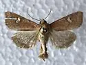 Interoceanic Ear Moth - Hodges#9456