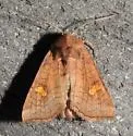 Interoceanic Ear Moth - Hodges#9456 - photo 2