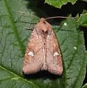 Interoceanic Ear Moth - Hodges#9456 - photo 3