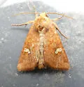 Interoceanic Ear Moth - Hodges#9456 - photo 4