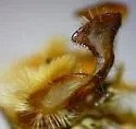 Interoceanic Ear Moth - Hodges#9456 - photo 5