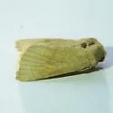 Amphipoea keiferi - Hodges#9460