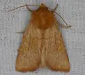 Amphipoea keiferi - Hodges#9460 - photo 2