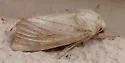 Amphipoea keiferi - Hodges#9460 - photo 3