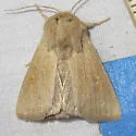 Amphipoea keiferi - Hodges#9460 - photo 4