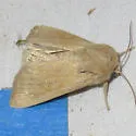 Amphipoea keiferi - Hodges#9460 - photo 5