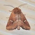 Amphipoea lunata - Hodges#9455