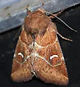 Amphipoea lunata - Hodges#9455 - photo 2