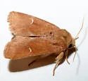 Amphipoea lunata - Hodges#9455 - photo 3