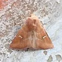 Amphipoea lunata - Hodges#9455 - photo 4