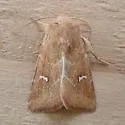 Amphipoea lunata - Hodges#9455 - photo 5