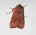 Amphipoea pacifica - Hodges#9457.1