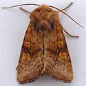 Amphipoea pacifica - Hodges#9457.1 - photo 2