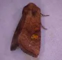 Amphipoea pacifica - Hodges#9457.1 - photo 3