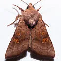 Amphipoea pacifica - Hodges#9457.1 - photo 4