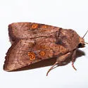 Amphipoea pacifica - Hodges#9457.1 - photo 5