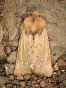 Amphipoea senilis - Hodges#9459
