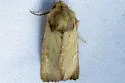 Amphipoea senilis - Hodges#9459 - photo 2