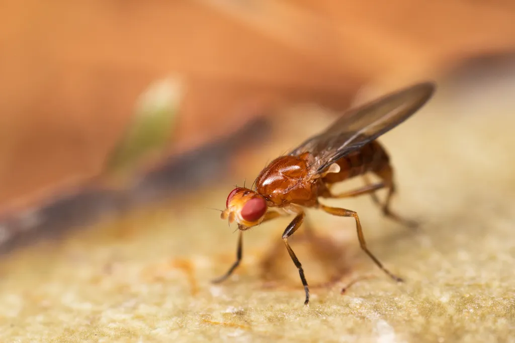 Amphipogon hyperboreus - photo 3