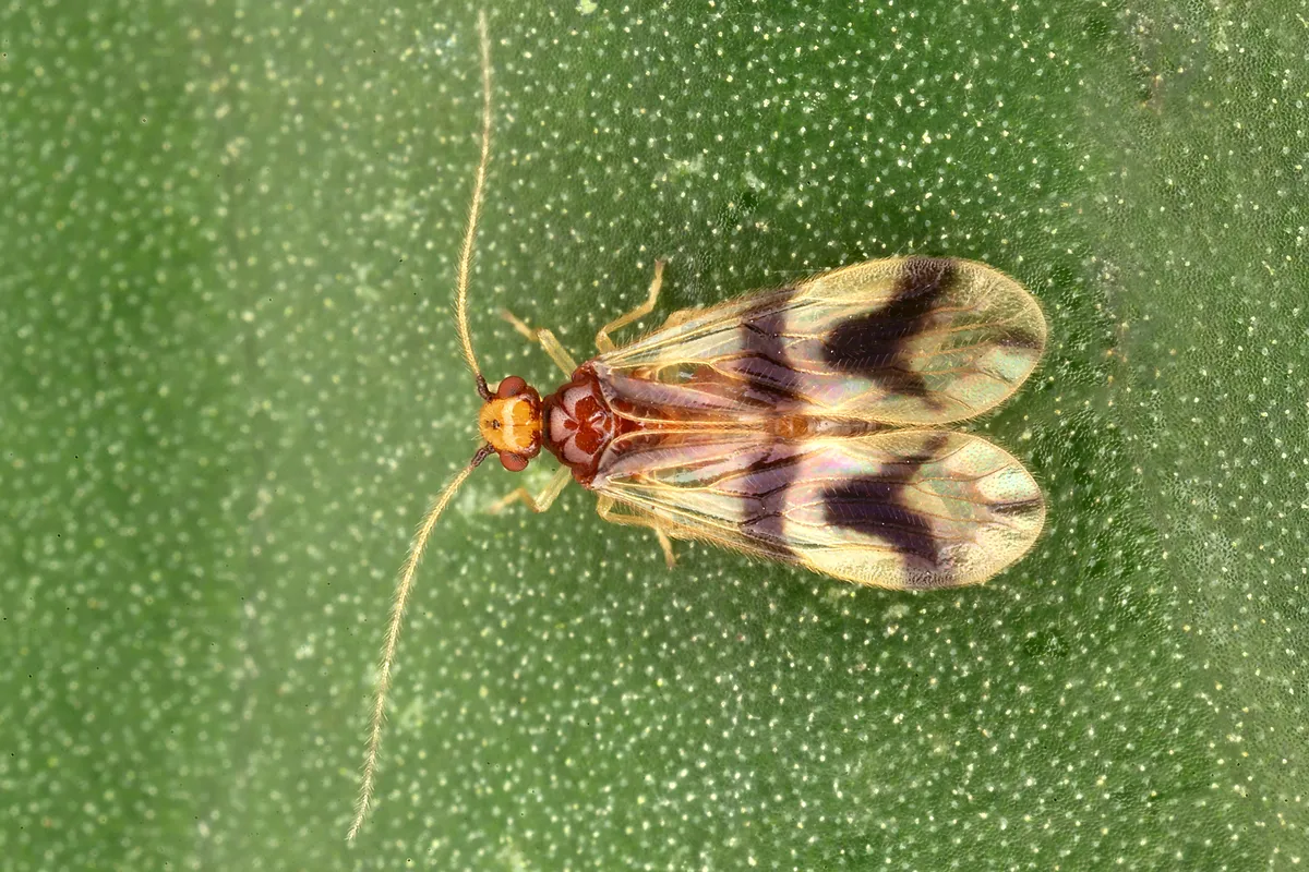 Hairy-winged Barklice - photo 2