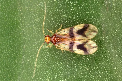 Hairy-winged Barklice - photo 3
