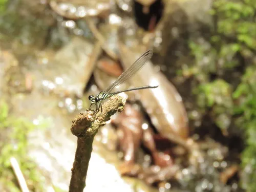 Mayan Damsels - Amphipterygidae