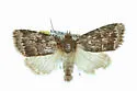 Amphipyra brunneoatra - Hodges#9641
