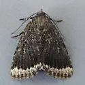 Amphipyra brunneoatra - Hodges#9641 - photo 2