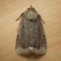 Smooth Amphipyra - Hodges#9640