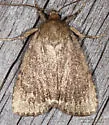 Smooth Amphipyra - Hodges#9640 - photo 3